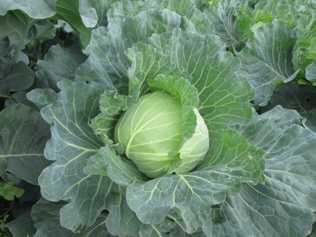 cabbage